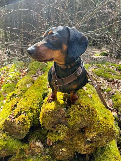 Hundetreffen-Hundebegegnungen trainieren-Bild