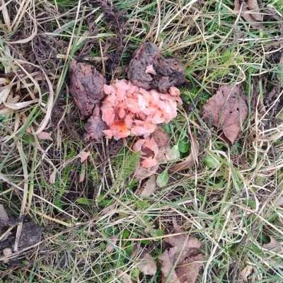 Giftköder-Mögliche Giftköder Nähe IT-City-Bild