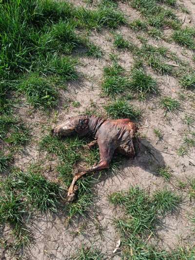 Giftköder-Tierkadaver - wurde entsorgt-Bild