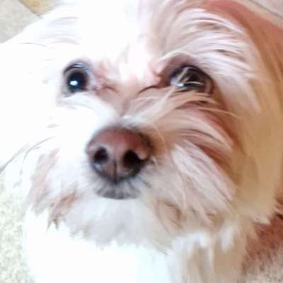 Hundetreffen-Kleinhunde-Profilbild