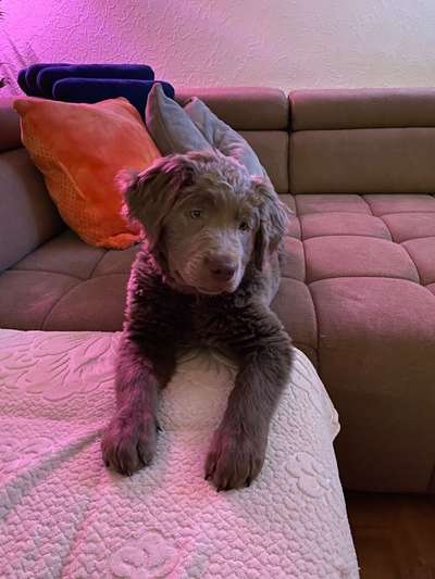 Labradorfans-Beitrag-Bild