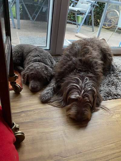 Labradorfans-Beitrag-Bild