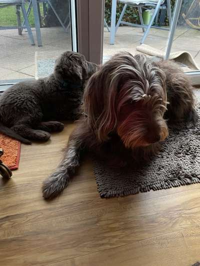 Labradorfans-Beitrag-Bild