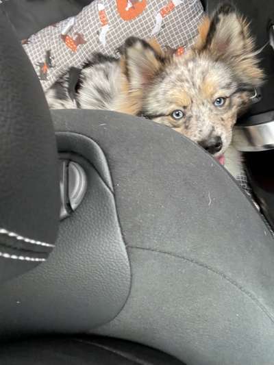 FOTOCHALLENGE 70 - Dein Hund im Auto-Beitrag-Bild