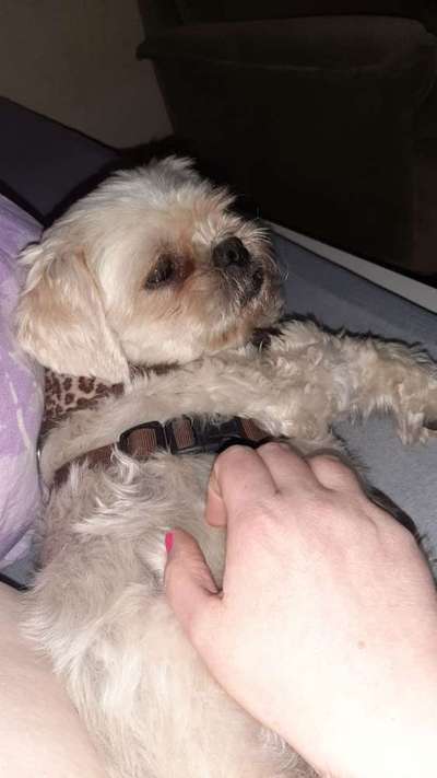 Unsere Fellnasen im Regenbogenland-Beitrag-Bild