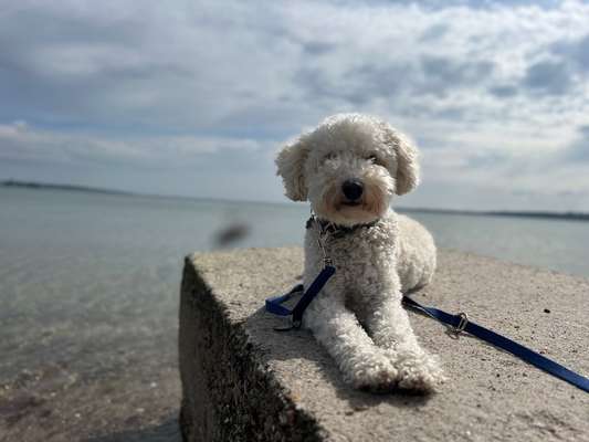 Hundetreffen-Spielen und Spaziergänge-Bild