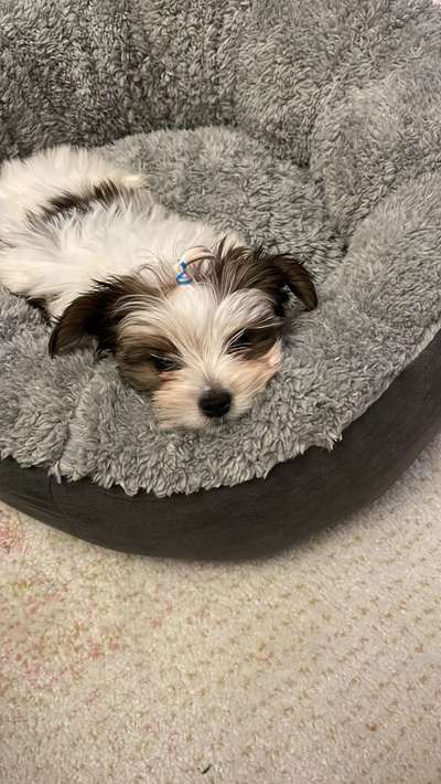 Mischlinge raten - Rätselspaß-Beitrag-Bild