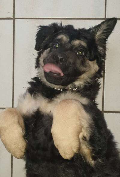 Fotochallenge Nr. 59 - Mein Hund zeigt die Zunge-Beitrag-Bild