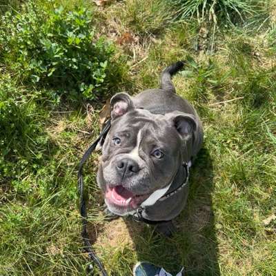 Hundetreffen-Wochenendausflüge mit Spiel und Spaß-Bild