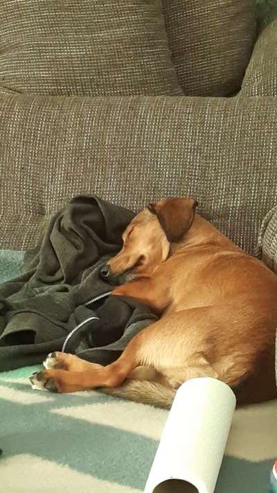 Auslandstierschutz-Beitrag-Bild