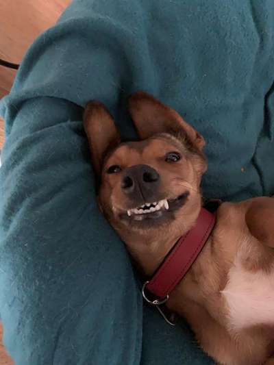 Fotochallenge Nr. 47 - Zeigt die Zähne-Beitrag-Bild