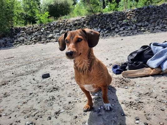 Auslandstierschutz-Beitrag-Bild