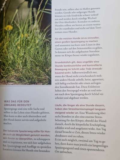 Wie oft gassi?-Beitrag-Bild