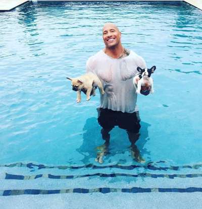 Brachycephale Hunderassen-Beitrag-Bild