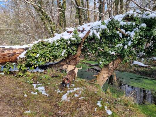 Hund alleine lassen? Jobs Homeoffice?-Beitrag-Bild