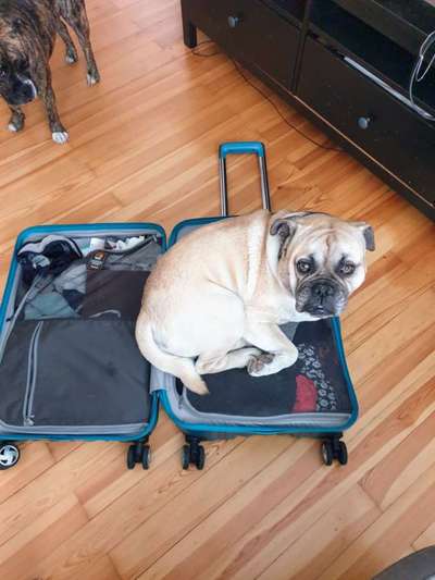 Die besten Hundeblicke 🐾❤️-Beitrag-Bild