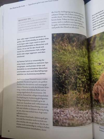 Wie oft gassi?-Beitrag-Bild