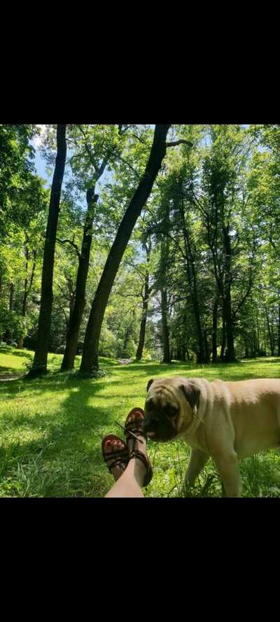 Hundehaltung - Unterschiede Stadt und Land-Beitrag-Bild