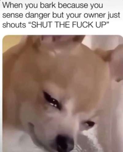 Chaotiche Hundebegegnungen-Beitrag-Bild