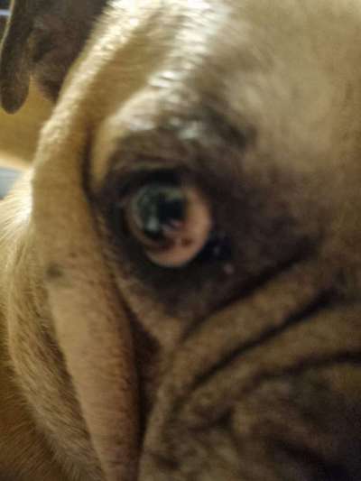 Frage zu braunem Fleck im Auge des Hundes-Beitrag-Bild