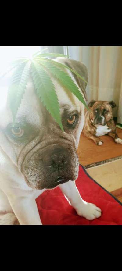 Fotochallange nr. 106
Der geschmückte Hund.-Beitrag-Bild