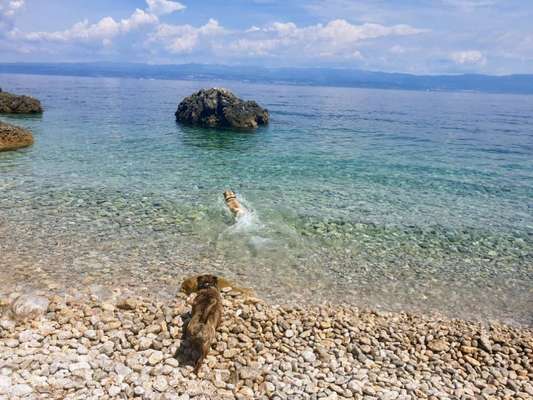 Kroatien mit Hund-Beitrag-Bild