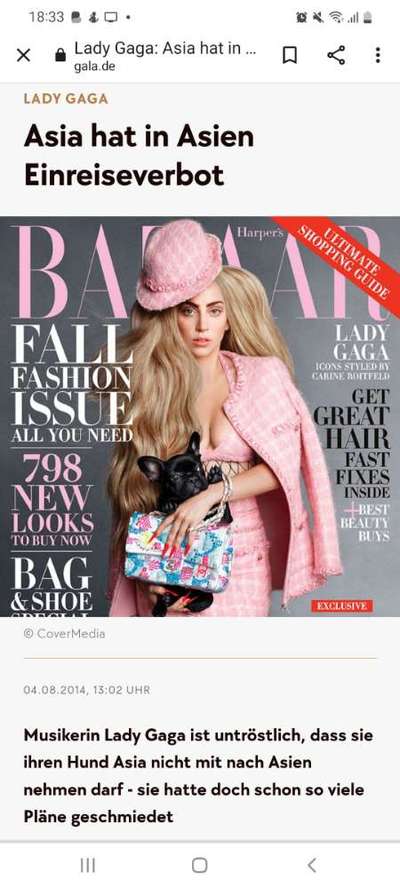 Brachycephale Hunderassen-Beitrag-Bild