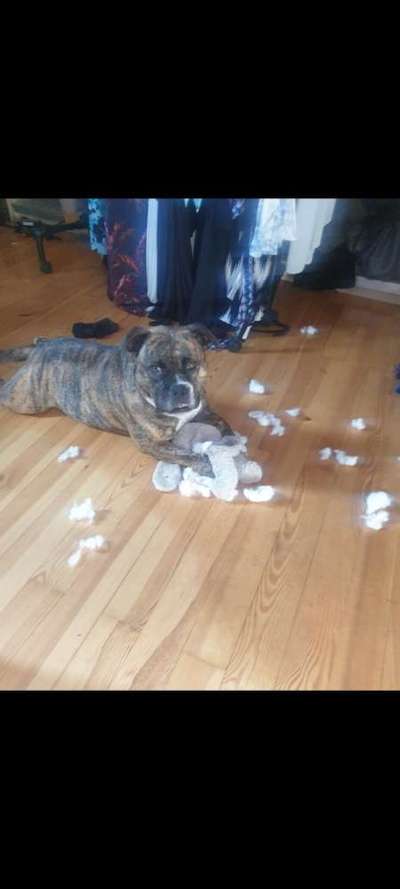 Vorurteile gegenüber Hundebesitzer-Beitrag-Bild