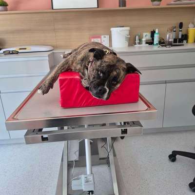 Was hat euch heute mit eurem Hund gefreut?-Beitrag-Bild