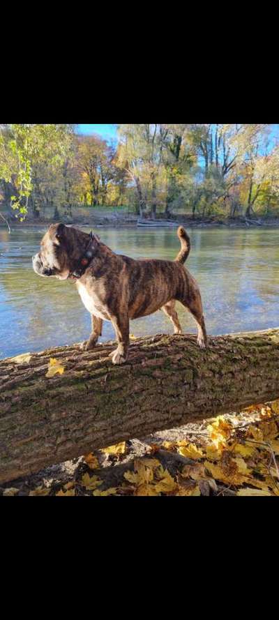 Der Gewichts-Thread-Beitrag-Bild