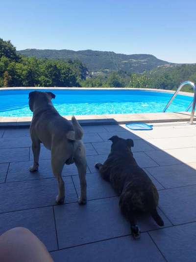 Kroatien mit Hund-Beitrag-Bild