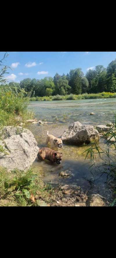 Hund alleine lassen? Jobs Homeoffice?-Beitrag-Bild