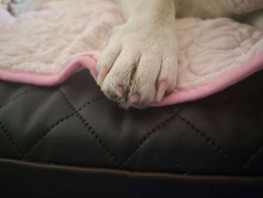 Krallen schneiden-Beitrag-Bild