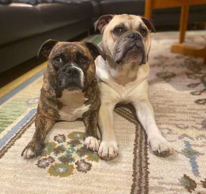 Olde English Bulldogge-Beitrag-Bild