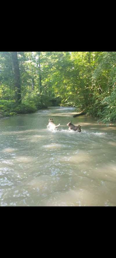 Hundehaltung - Unterschiede Stadt und Land-Beitrag-Bild
