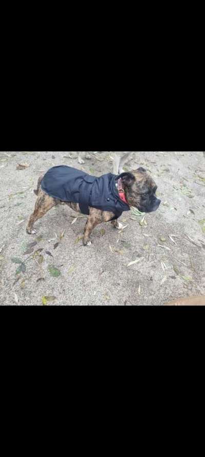 Hundejäckchen/ Pulli für "kurze" Hunde-Beitrag-Bild