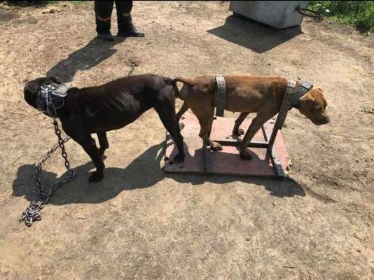 Sendung von Martin Rütter - Doggenzüchterin-Beitrag-Bild