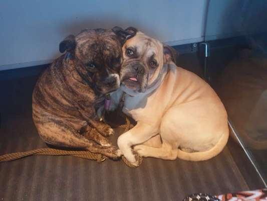 BIG LOVE :) mit 2 Hunden❣️-Beitrag-Bild