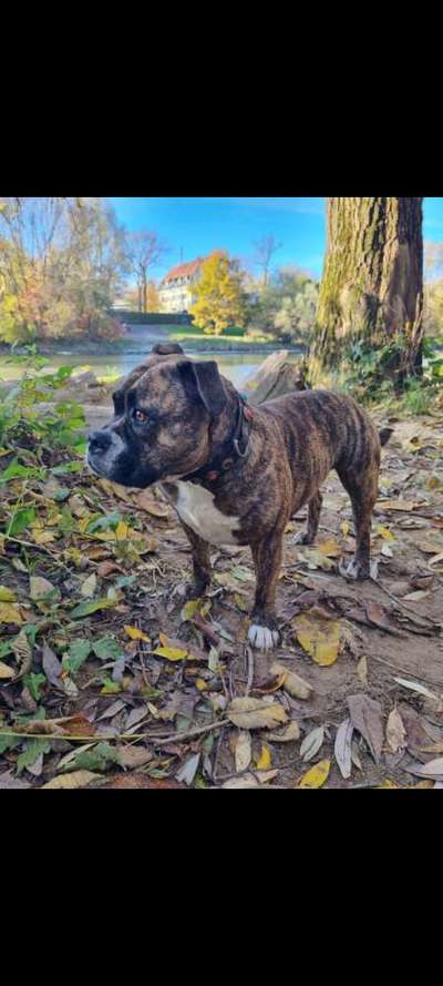 Mischlinge raten - Rätselspaß-Beitrag-Bild