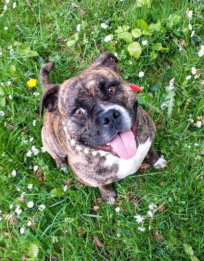 Mischlinge raten - Rätselspaß-Beitrag-Bild