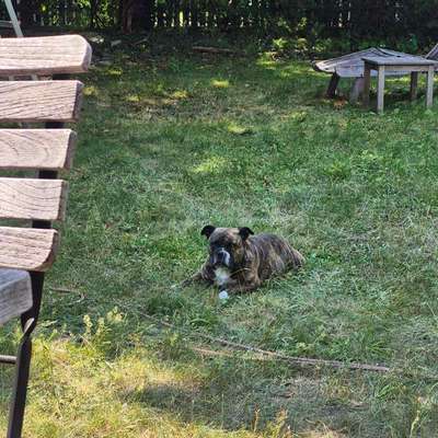Warum sind meine Hunde bei Hitze so?-Beitrag-Bild