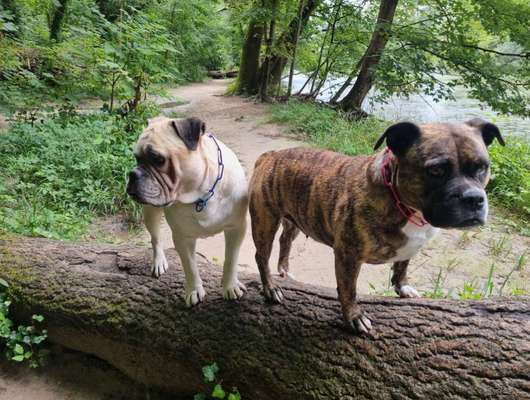 Kettenhalsbänder (Unimon, Sprenger etc.)-Beitrag-Bild