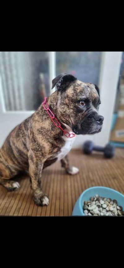 Kettenhalsbänder (Unimon, Sprenger etc.)-Beitrag-Bild