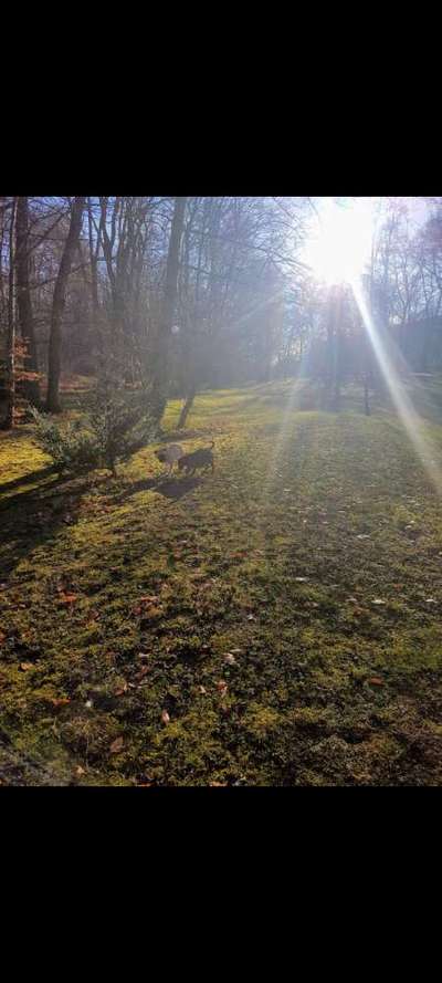 Hundehaltung - Unterschiede Stadt und Land-Beitrag-Bild