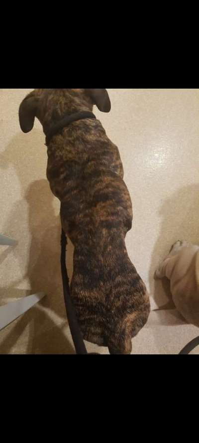 Der Gewichts-Thread-Beitrag-Bild