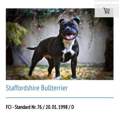 Listenhunde-Beitrag-Bild