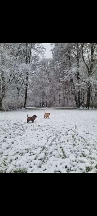 Hundehaltung - Unterschiede Stadt und Land-Beitrag-Bild