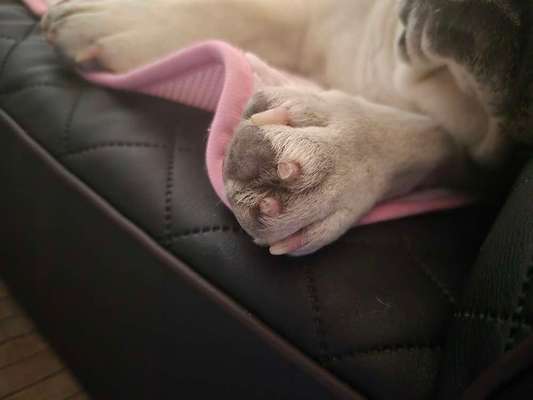 Krallen schneiden-Beitrag-Bild