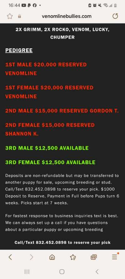 American Bully – Neue Einstufung als gefährlicher Hund in Braunschweig-Beitrag-Bild