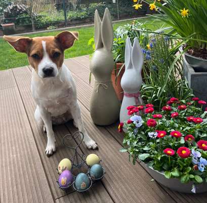 Hundetreffen-Spaziergang-Bild